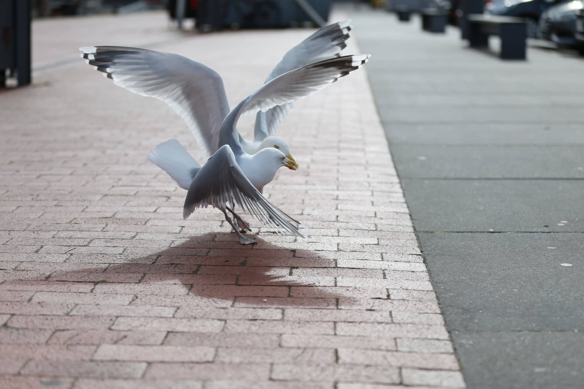 Two seagulls fight over food | unique by ATLANTIC Hotels Bremen