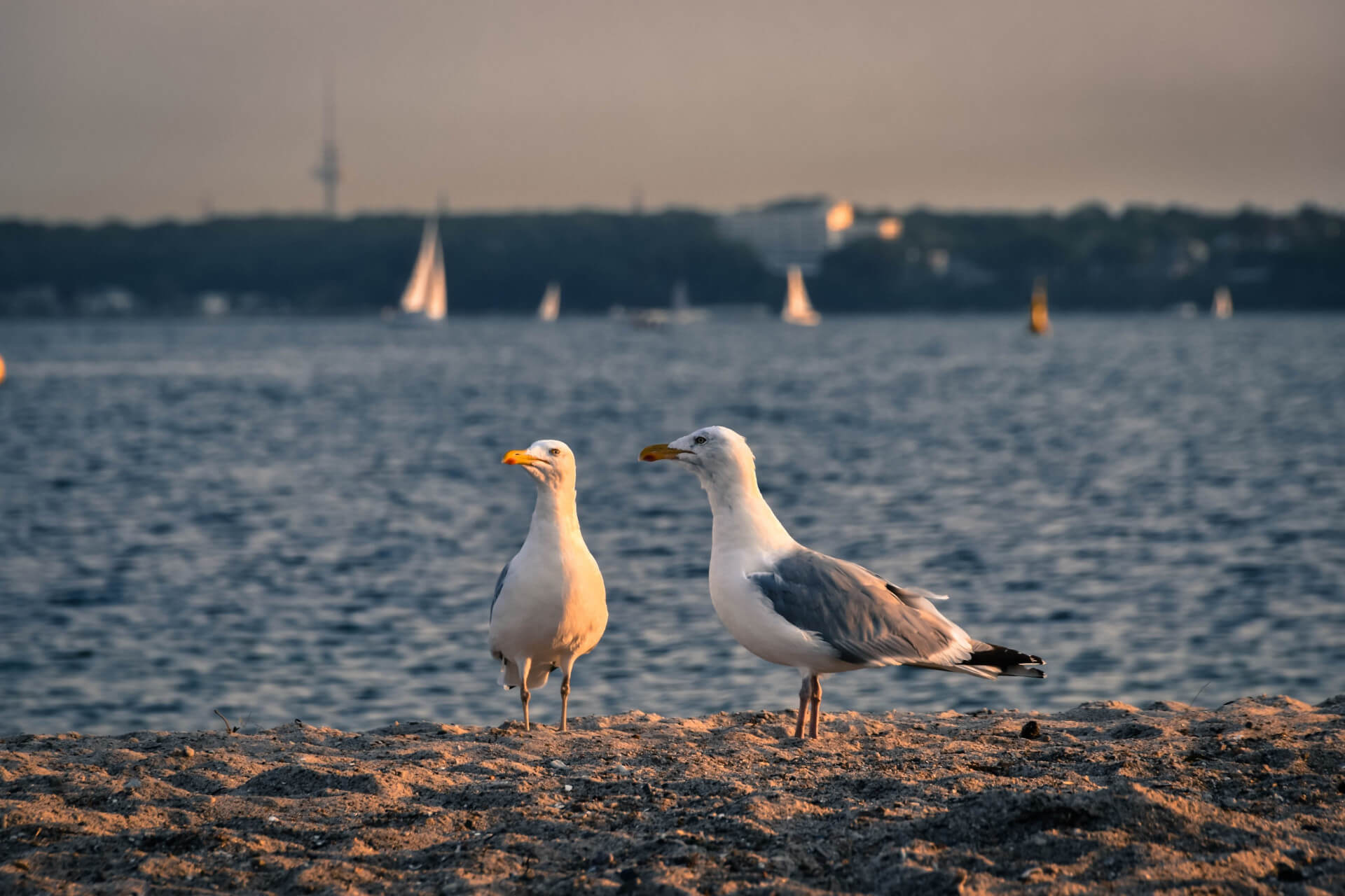 Möven am Strand in Kiel | unique by ATLANTIC Hotels Kiel
